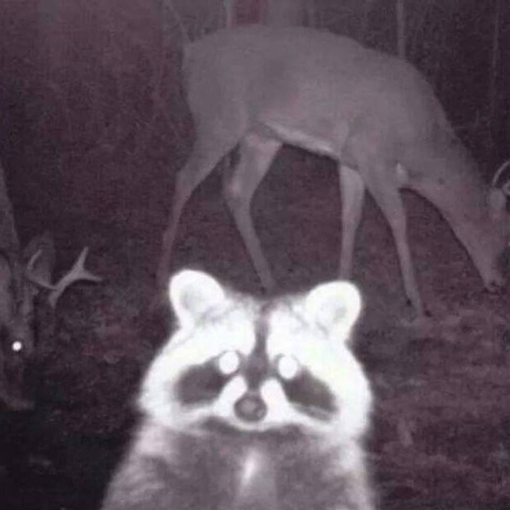 Meet your Posher, Misty